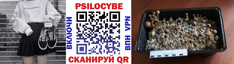 Псилоцибиновые грибы GOLDEN TEACHER  Тверь 